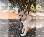 Small #1 German Shepherd Dog