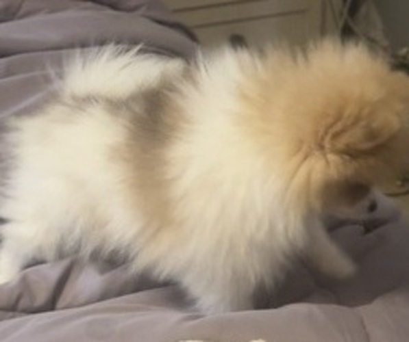 Medium Photo #8 Pomeranian Puppy For Sale in FIFE, WA, USA