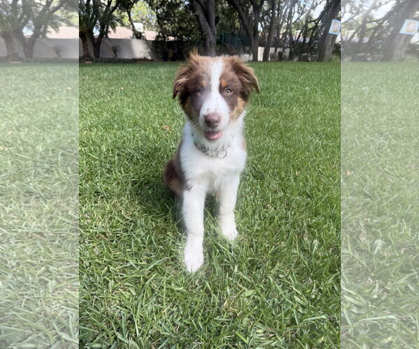Medium Photo #1 Australian Shepherd-Unknown Mix Puppy For Sale in Valrico, FL, USA