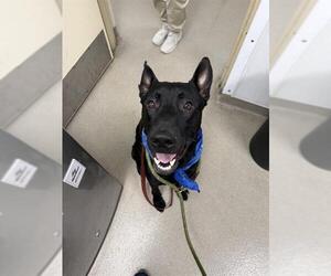 German Shepherd Dog Dogs for adoption in Fort Lauderdale, FL, USA