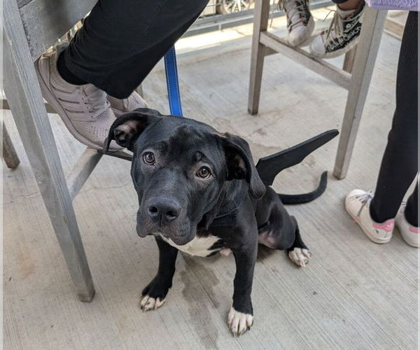 Medium Photo #6 American Staffordshire Terrier-Labrador Retriever Mix Puppy For Sale in Chester, VA, USA