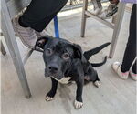 Small #5 American Staffordshire Terrier-Labrador Retriever Mix