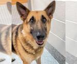 Small #1 German Shepherd Dog