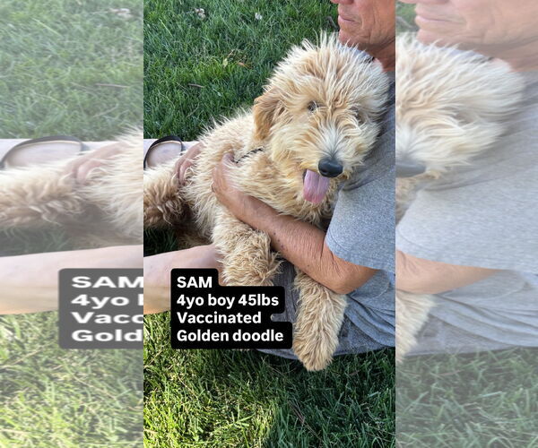 Medium Photo #2 Golden Retriever Puppy For Sale in Rancho Cordova, CA, USA