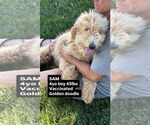 Small #1 Golden Retriever