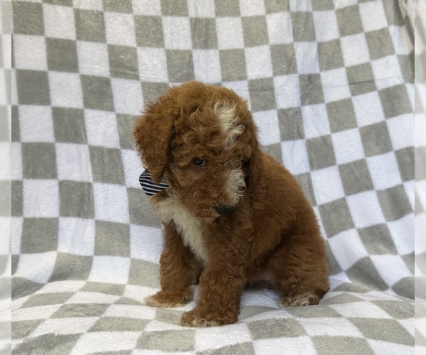 Medium Photo #2 Goldendoodle (Miniature) Puppy For Sale in LAKELAND, FL, USA