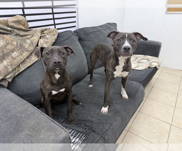 Medium Photo #2 Labrador Retriever-Unknown Mix Puppy For Sale in Elmsford, NY, USA