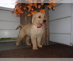 Small Photo #5 Golden Retriever Puppy For Sale in SUGARCREEK, OH, USA