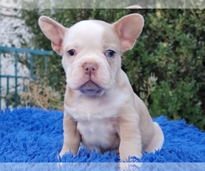 French Bulldog Puppy for sale in BOSTON, MA, USA