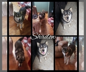Siberian Husky Dogs for adoption in BLOOMFIELD, IN, USA