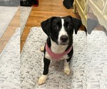 Small Mutt