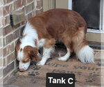 Small Photo #10 Brittany-Colonial Cocker Spaniel Mix Puppy For Sale in Curwensville, PA, USA