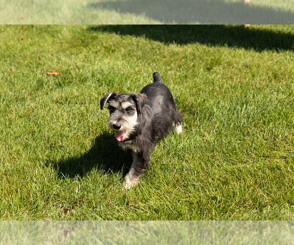 Medium Photo #4 Schnauzer (Miniature) Puppy For Sale in NAPPANEE, IN, USA