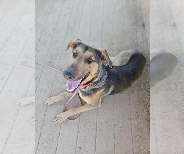 Medium Photo #3 Doberman Pinscher-German Shepherd Dog Mix Puppy For Sale in Incline Village, NV, USA