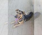 Small #2 Doberman Pinscher-German Shepherd Dog Mix