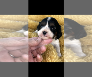 Cavalier King Charles Spaniel Puppy for sale in NILES, MI, USA