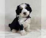 Puppy 3 Aussiedoodle-Bernedoodle Mix