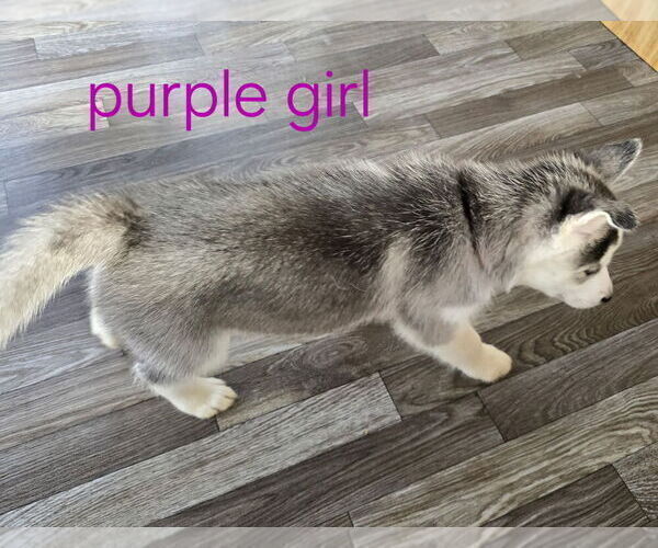 Medium Photo #13 Siberian Husky Puppy For Sale in KING GEORGE, VA, USA