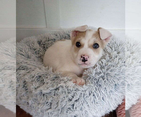 Medium Photo #3 Border Collie-Siberian Husky Mix Puppy For Sale in Ball Ground, GA, USA