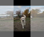 Small #10 Anatolian Shepherd-Great Pyrenees Mix