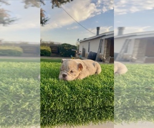 English Bulldog Puppy for sale in OCEAN ISLE BEACH, NC, USA