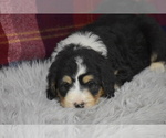 Small Photo #3 Bernedoodle Puppy For Sale in ARCANUM, OH, USA