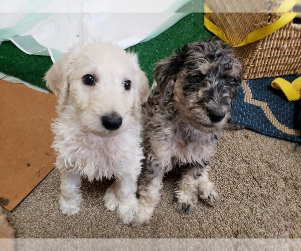 Medium Photo #13 Labradoodle Puppy For Sale in SAN ANTONIO, TX, USA