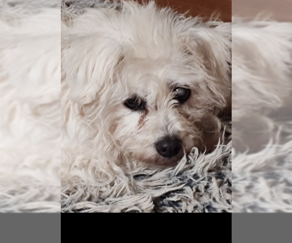 Medium Photo #3 Maltese-Unknown Mix Puppy For Sale in Brewster, NY, USA
