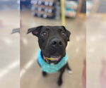Small #26 American Staffordshire Terrier Mix