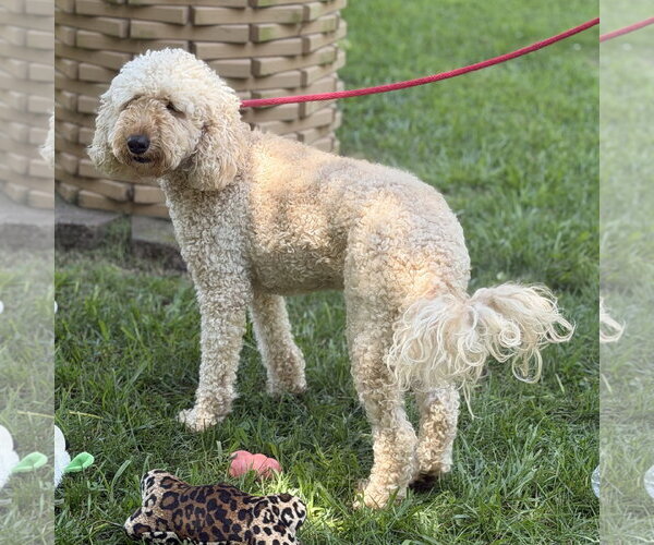Medium Photo #3 Mutt Puppy For Sale in Yardley, PA, USA