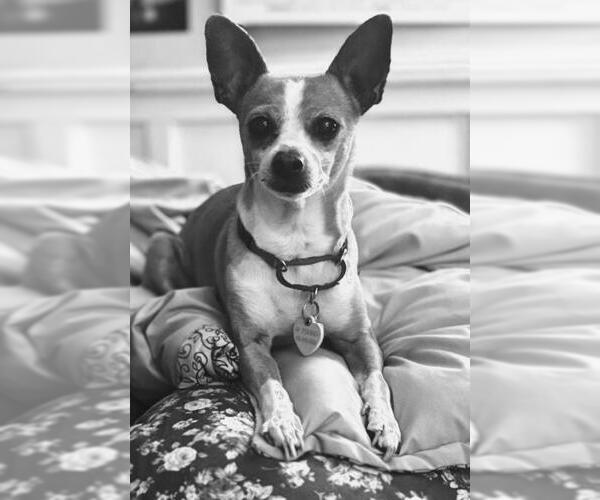 Medium Photo #4 Cheagle Puppy For Sale in San Francisco, CA, USA