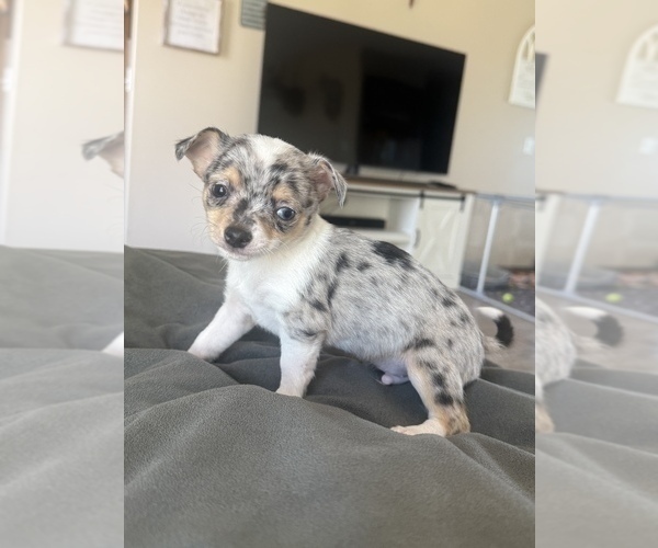 Medium Photo #4 Chihuahua Puppy For Sale in MARCUS, IA, USA