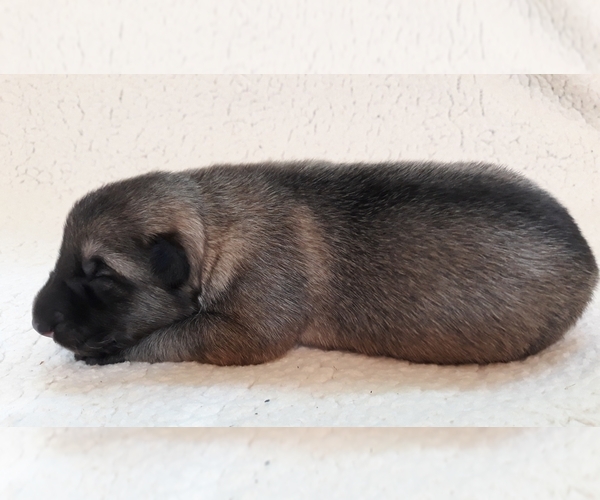 Medium Photo #1 German Shepherd Dog Puppy For Sale in CORNING, CA, USA