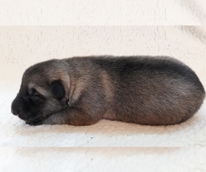 German Shepherd Dog Puppy for sale in CORNING, CA, USA