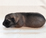 Small Photo #1 German Shepherd Dog Puppy For Sale in CORNING, CA, USA