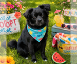 Small Tibetan Spaniel