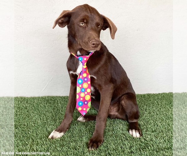 Medium Photo #10 Chocolate Labrador retriever-Unknown Mix Puppy For Sale in San Diego, CA, USA