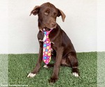 Small Photo #10 Chocolate Labrador retriever-Unknown Mix Puppy For Sale in San Diego, CA, USA