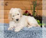 Small #5 Goldendoodle