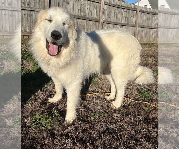 Medium Photo #2 Great Pyrenees Puppy For Sale in Croydon, NH, USA