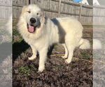 Small #1 Great Pyrenees
