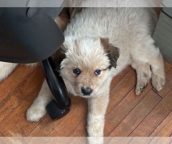 Medium Photo #5 Great Pyrenees-Unknown Mix Puppy For Sale in Minneapolis, MN, USA