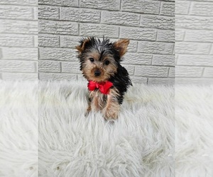 Yorkshire Terrier Puppy for sale in INDIANAPOLIS, IN, USA
