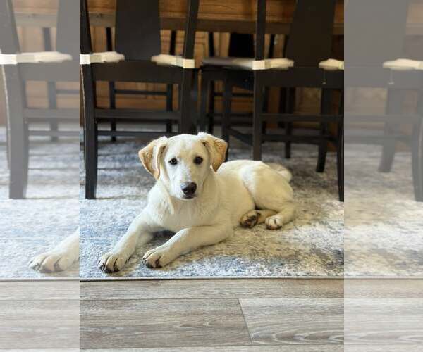 Medium Photo #1 Labrenees Puppy For Sale in MECHANICSBURG, PA, USA