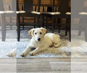 Labrenees Dogs for adoption in MECHANICSBURG, PA, USA