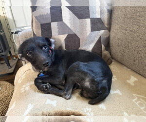 Bobby: Miracle Boy! - Male Mutt Dog for Adoption - Photo #8