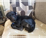 Small Photo #8 Mutt Puppy For Sale in Rootstown, OH, USA