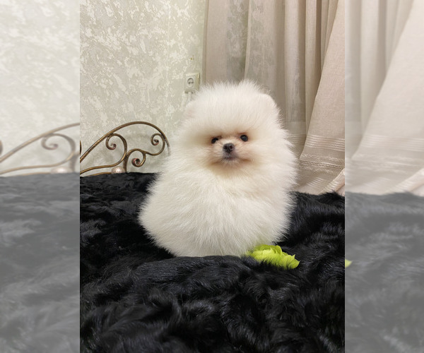 Medium Photo #8 Miniature Spitz Puppy For Sale in Chisinau, Chisinau Municipality, Moldova