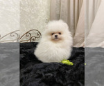 Small #7 Miniature Spitz