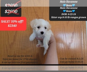Havanese Puppy for sale in TUCSON, AZ, USA